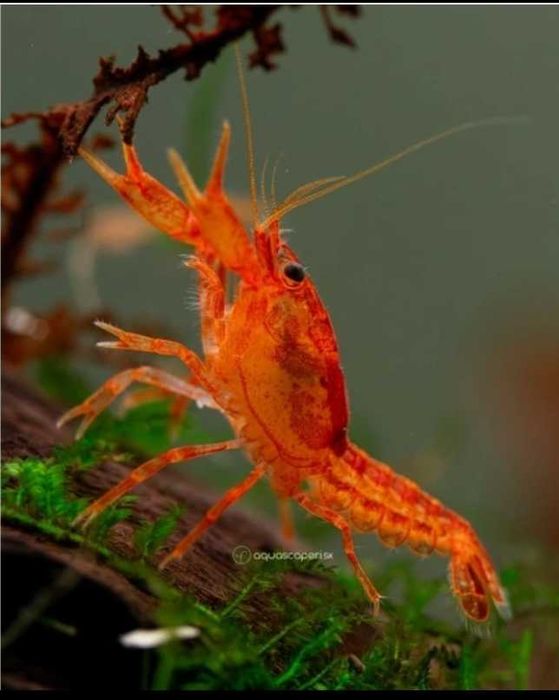 Raci acvariu cambarellus