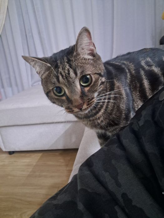 Отдам кота в добрые руки