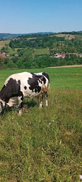 Vacă de vânzare în vârstă de 8 ani