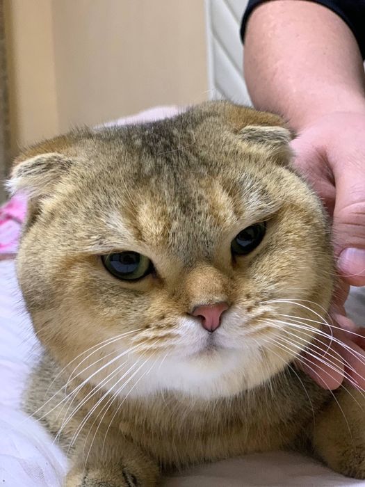 Вязка! Nasil olish!