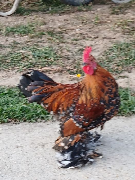 Gaini mii de flori