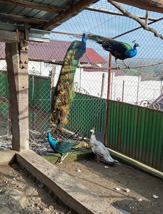 Vând păsări de curte