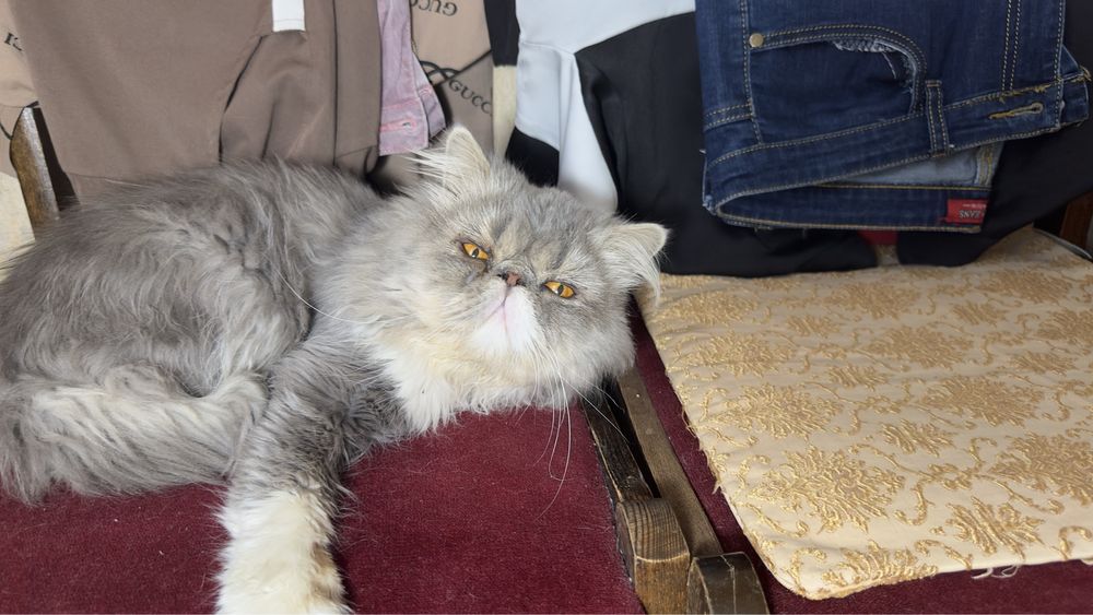 Вязка персидский кот