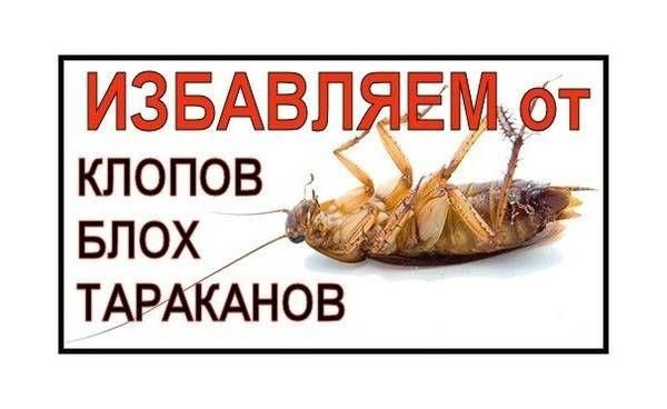 Уничтожение клопов, тараканов, мышей, пчел, ос.