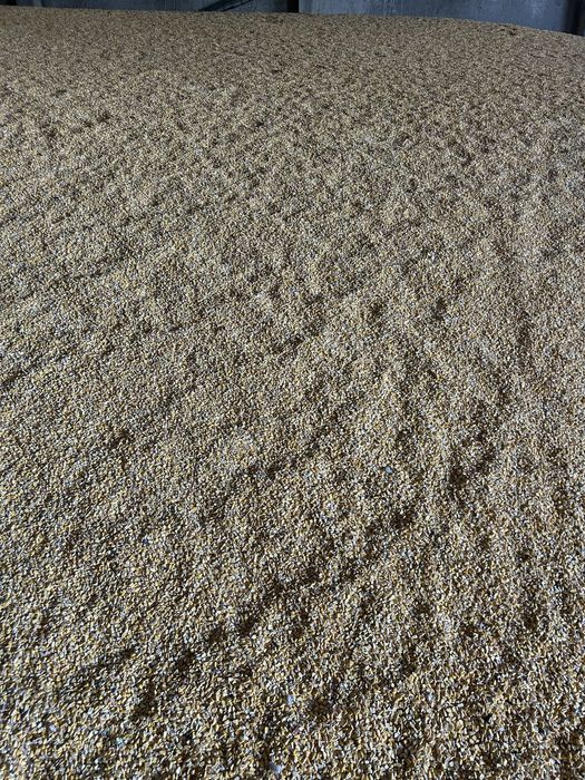 Кукуруза кукуруза