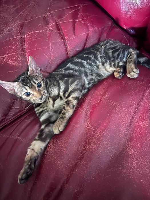 Чисто кровный бенгальский кот