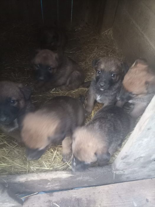 Donez căței rasa malinois