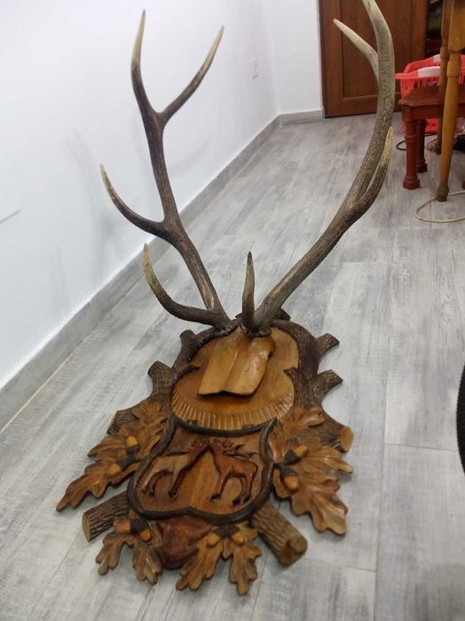 Vand urgent coarne de cerb cu panoplie