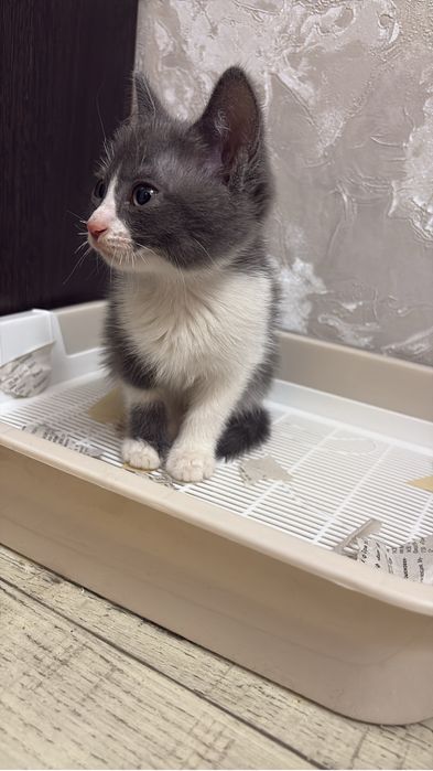 Котенок бесплатно