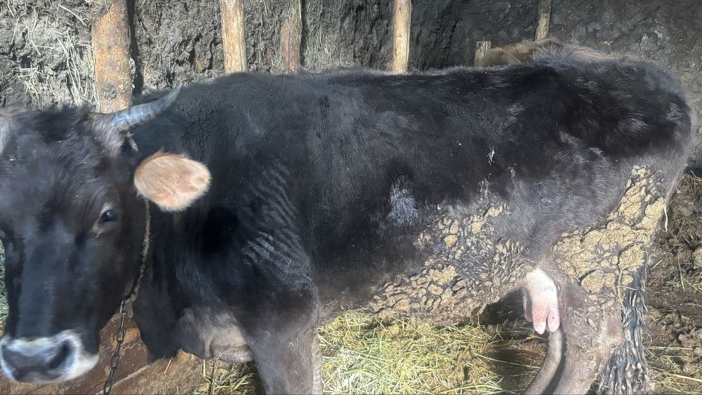 Продам Карову  Крупную