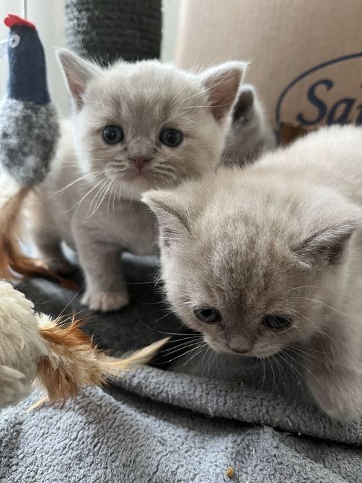 Шотландские котята