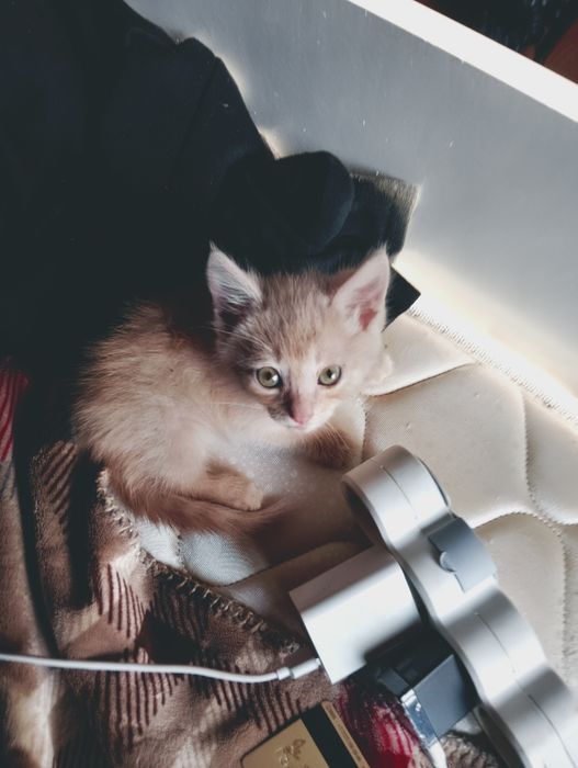 Отдаю котят в хорошие руки