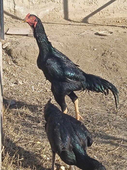 Жужа хуроз тоза каресча