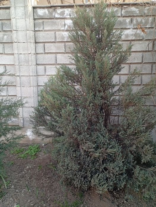 Продам ёлку туя срочно торг