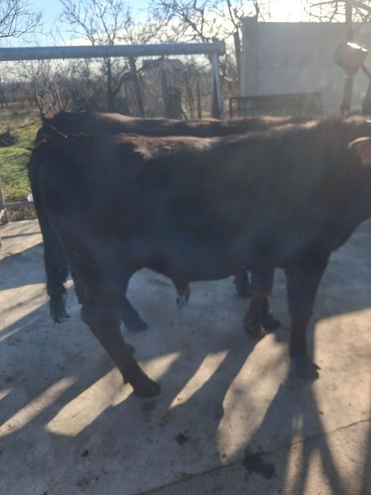 Vand 2 taurasi de jug foarte frumosi