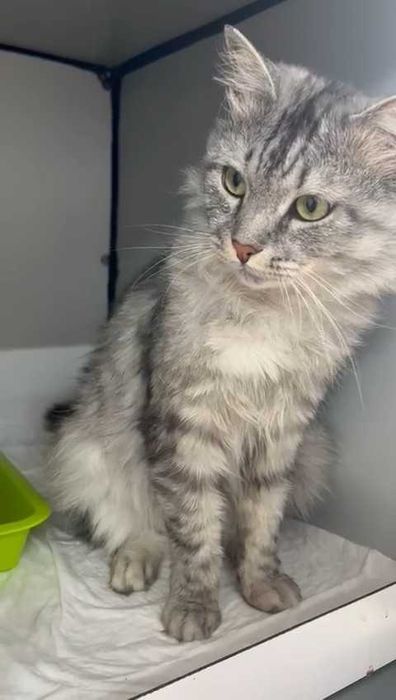 Кот  ищет дом и любящих хозяев
