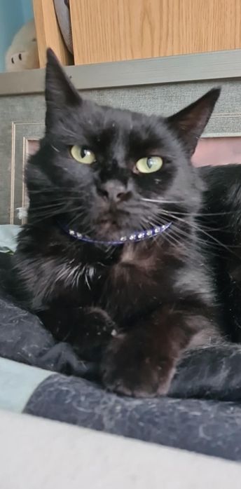 Se dau in adopție un pui de pisica superba panteruta neagră  Cynthia