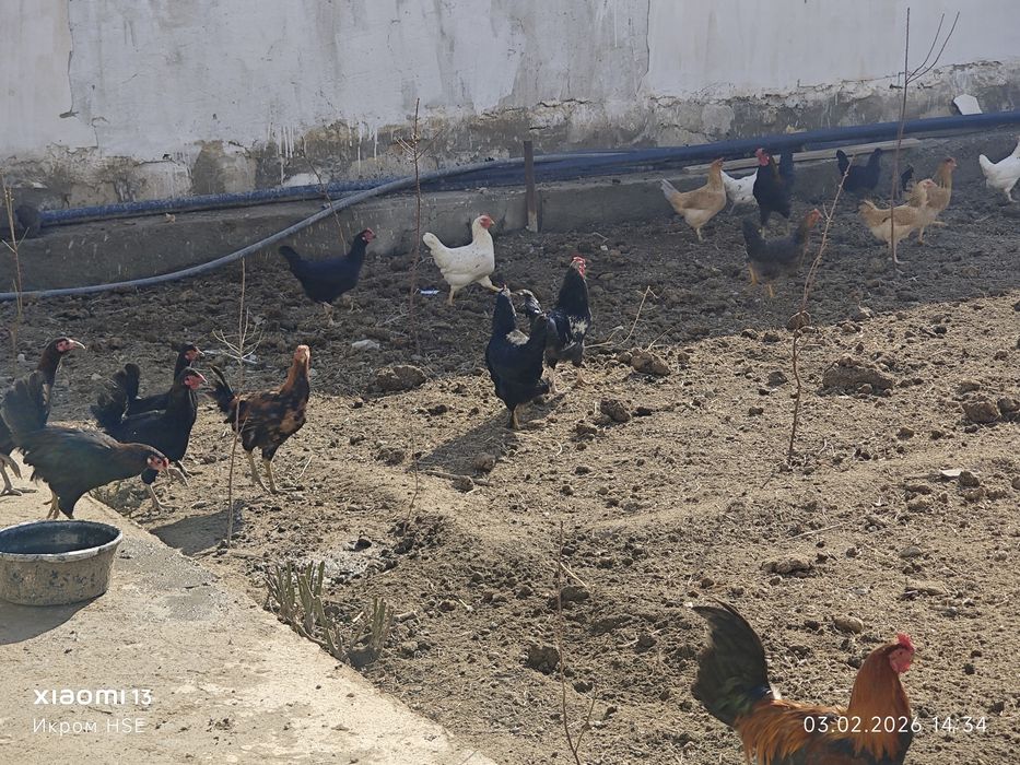 Хонаки товуклар сотилади