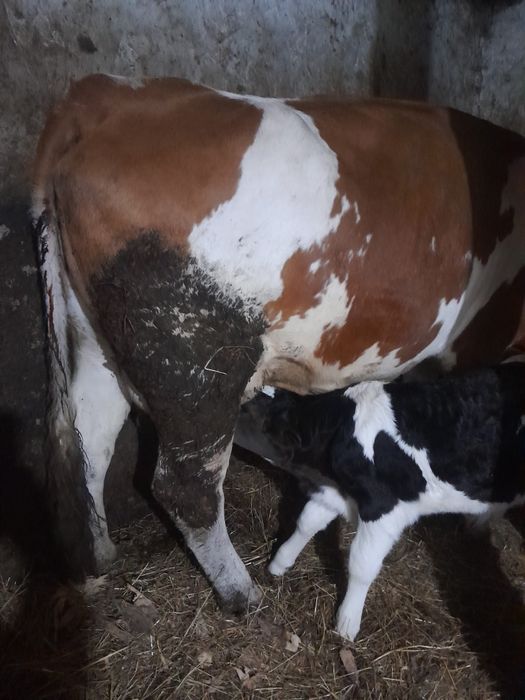 Vaca la a3a fătare cu vitel.