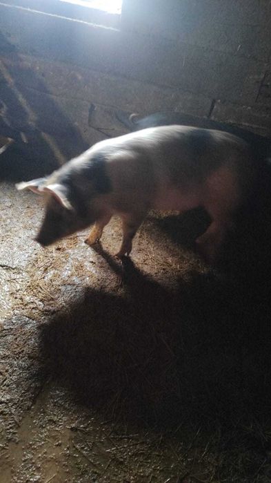 Животные сельхозяйственные