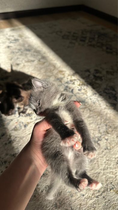 Котята ищут добрые руки