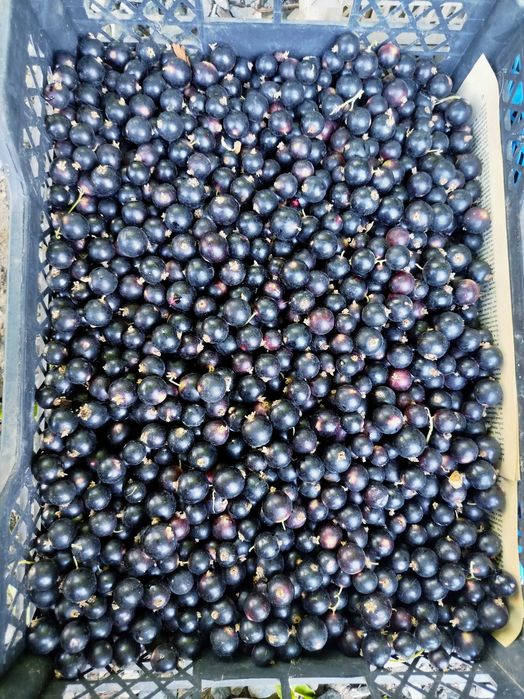 Продам смородину дачную