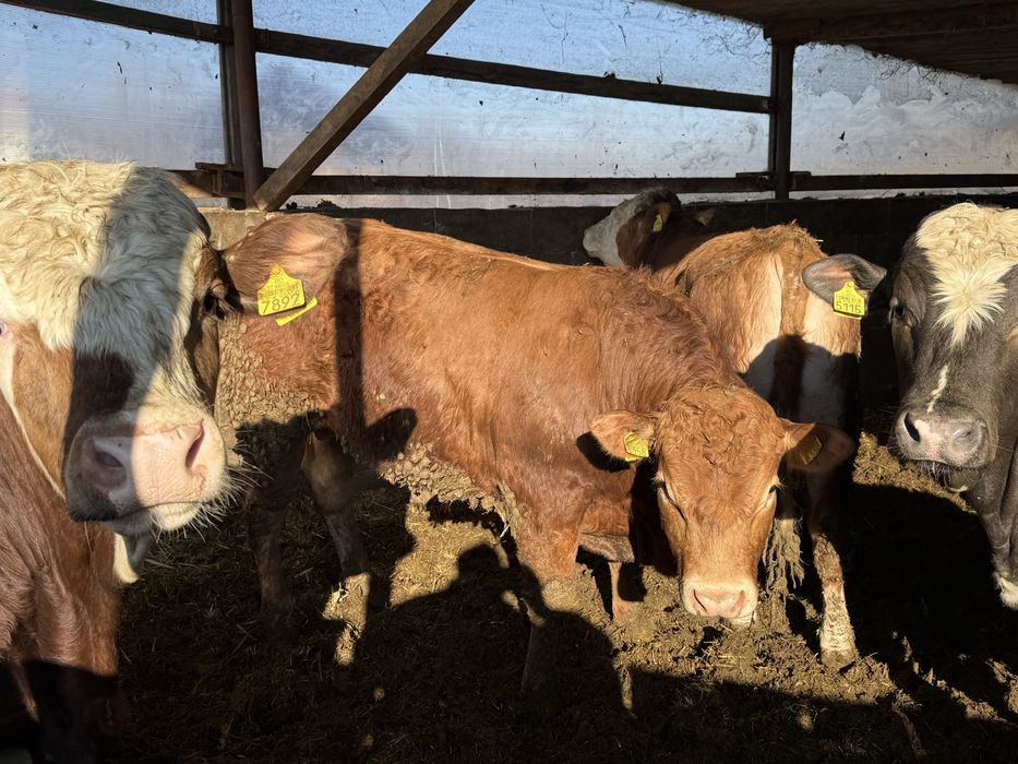 De vanzare taurasi si vitele