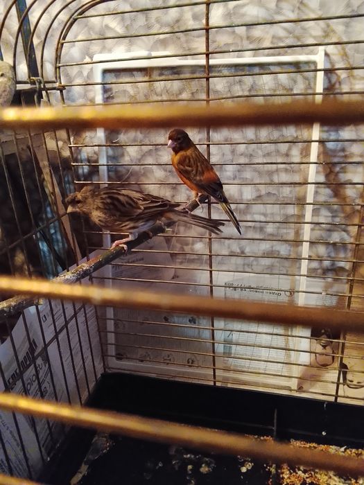 Продаю канарейк самок