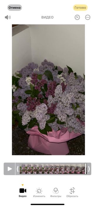 Сирень свежий улкен