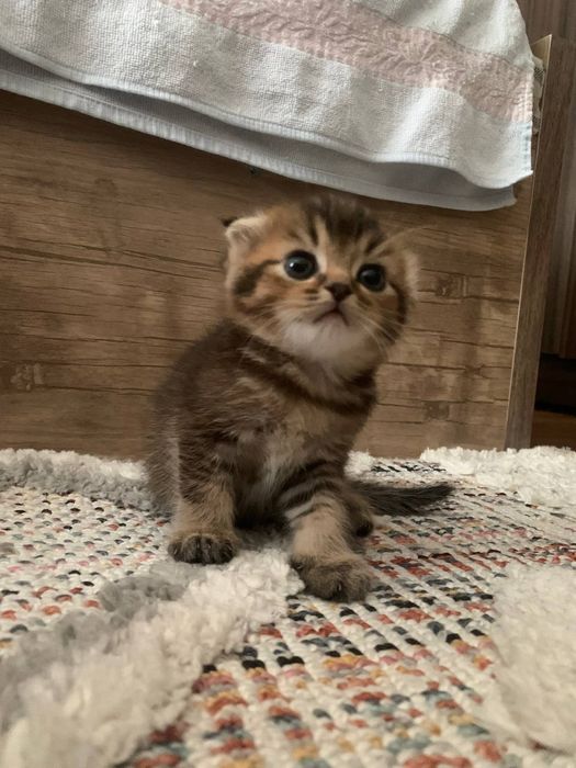 Котята вислоухии