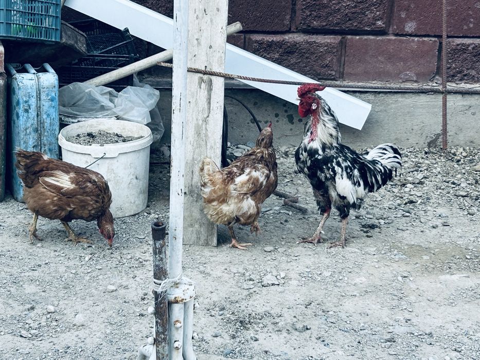 Продам курей и один петух