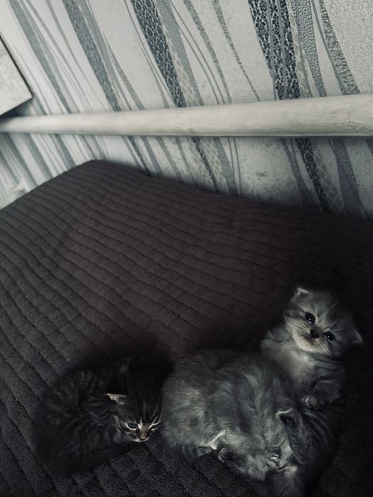 продам двух котят сиамских