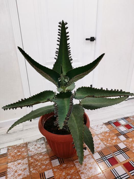 Лечебное каланхоэ, доставка