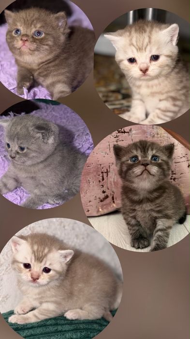 Продам шотландских котят