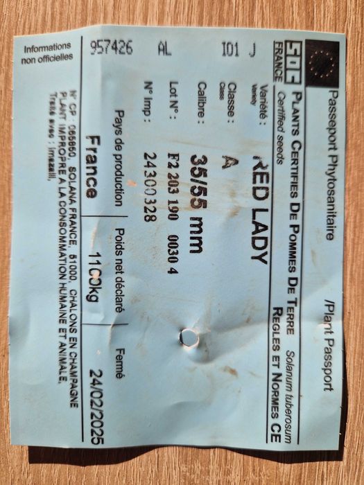 Cartofi de samanta Marabel , Red lady, Soraya