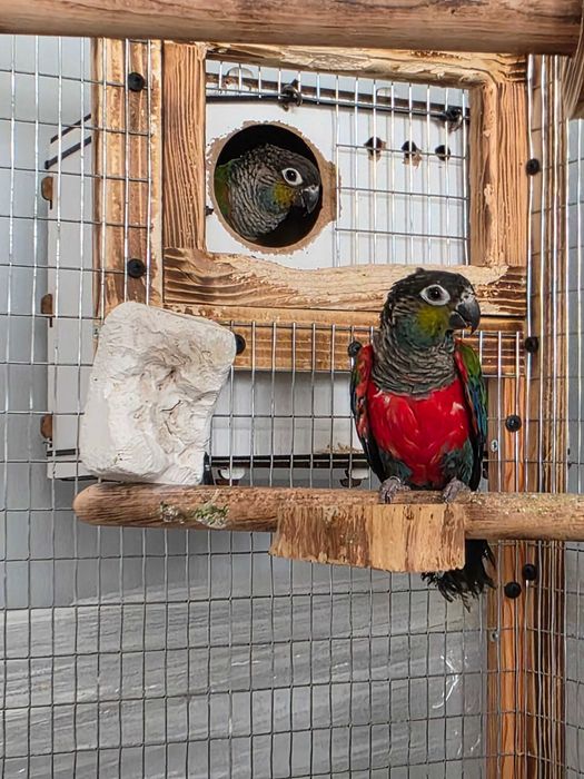 Чифт пирури перлата