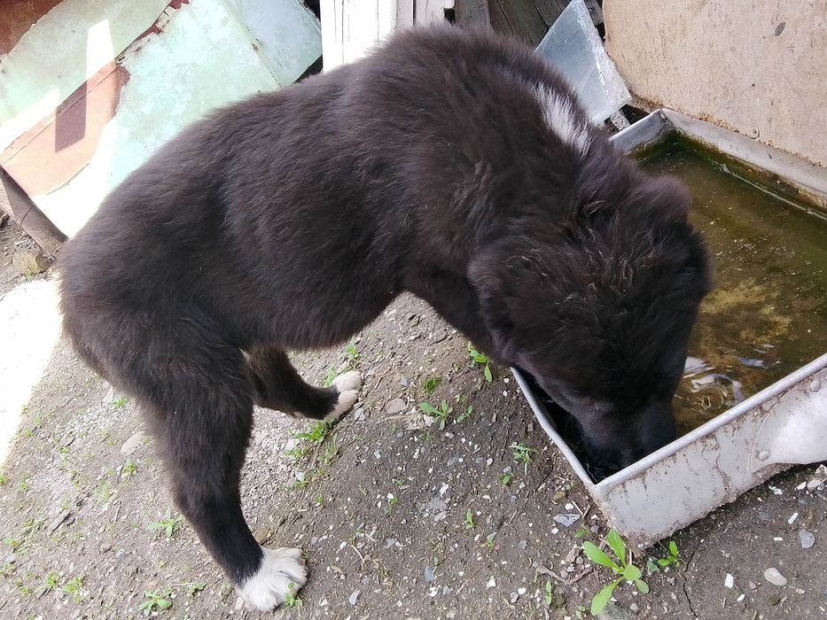 собаку сука продам