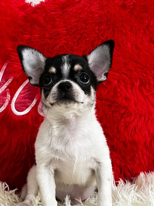 Чихуахуа мальчик продам