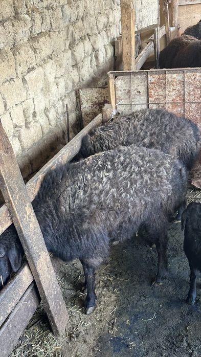 Екі қой сатылады тұсақ