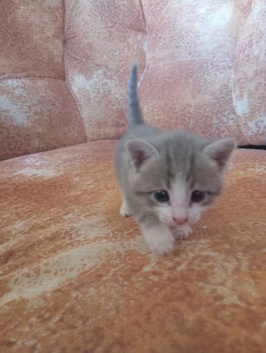 Отдам котёнка, девочка.
