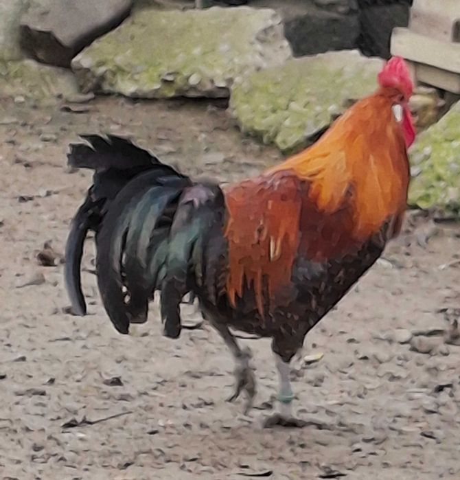 Pasari de rasa brakel