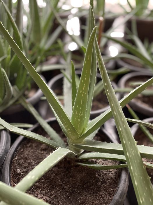 Алое Вера лечебное от 3х лет