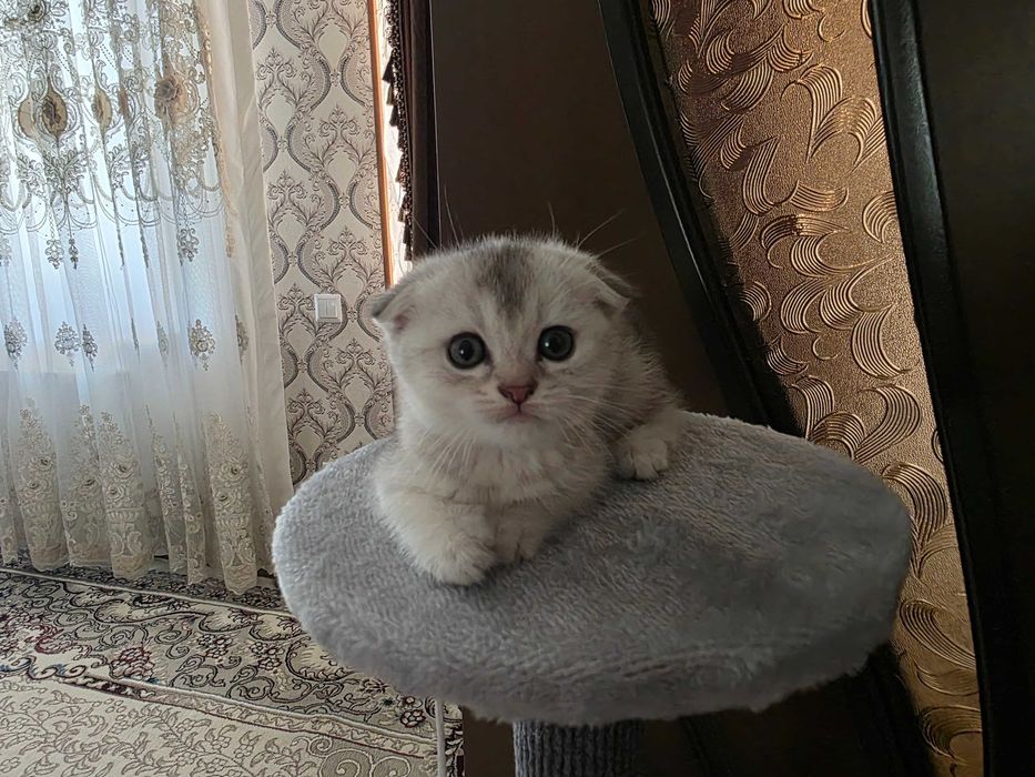 Продается Котята