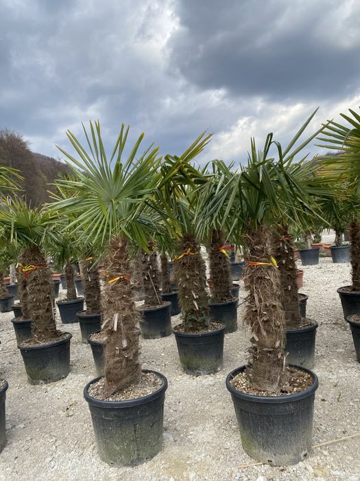 Palmier Trachycarpus Rezistenti la ingheț