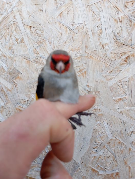 Продам щеглов, чижей, красношапочный вьюрок