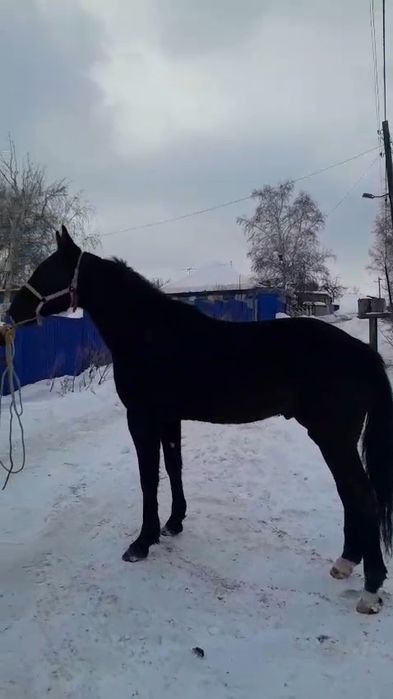 Продам амереканца на иноходи