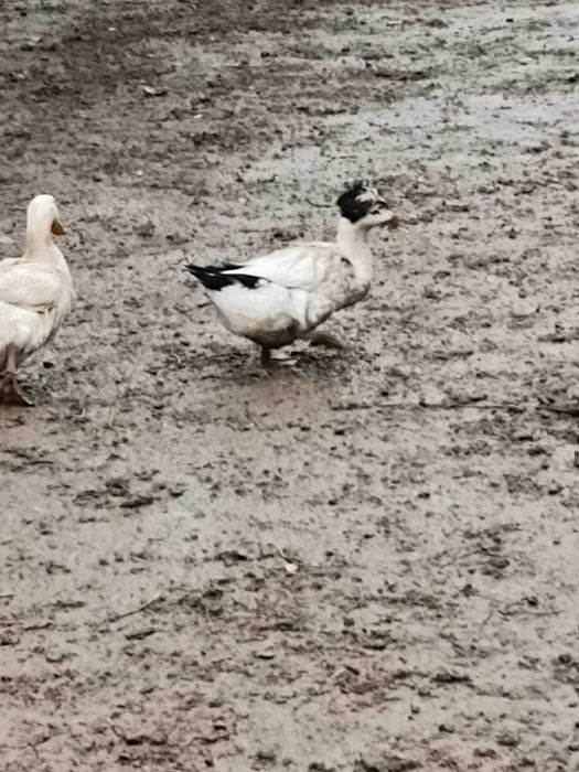 Vand gaste si oua pentru incubat