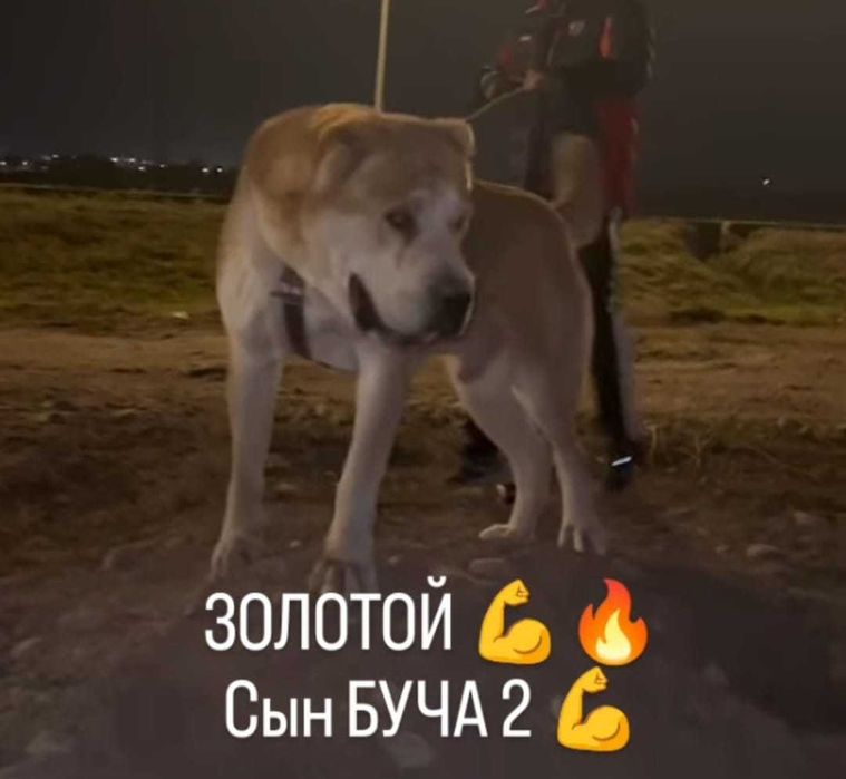 Сука 2 года дочка Буча 2