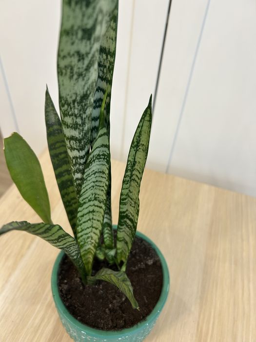 Сансевиерия комнатные цветы