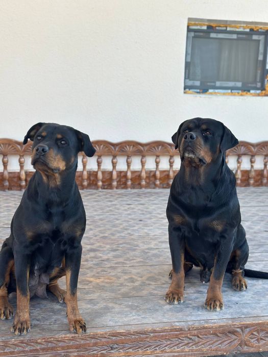 Продаётся щенки ротвейлера 2  месяца